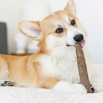 【美國Petstages】 狗狗潔牙玩具森林史迪克2件組（S）小型犬適用 - 兩組