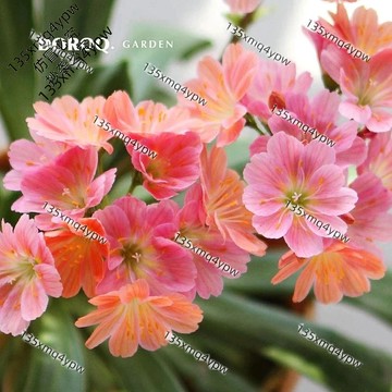 台灣現貨 露微花種子（250粒）四季種植 濃香型多年生花卉種子 四季懶人養護植物種籽 花海種子 庭院陽台盆栽種子 多年生