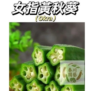 現貨（女指黃秋葵種子）水果秋葵~日本進口 秋葵 如女子纖纖玉指，圓莢無角，美味可口)#蔬菜種子果菜類種子