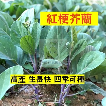 🌱早熟高產 紅梗芥蘭種子JL-6  四季可種 易生長 抗病性強 中遲芥蘭 格蘭菜 芥藍 易種植 高產陽台盆栽蔬菜種子