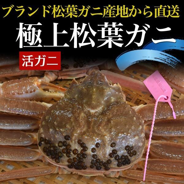 活 生 松葉ガニ 約700〜800g ズワイガニ 獲れたて 限定販売 蟹 カニ かに 生きたままお届け 松葉かに まつばかに 販売