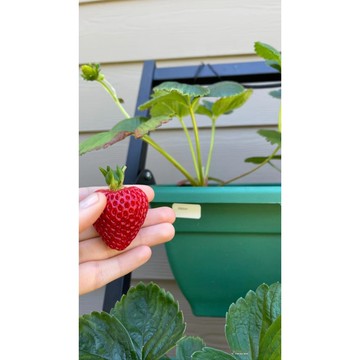 台灣現貨 阿爾比草莓種子 家用陽台盆栽 四季可種 新鮮家庭園藝 自栽水果 迷你菜園 新手易種 觀賞食用 栽種樂趣