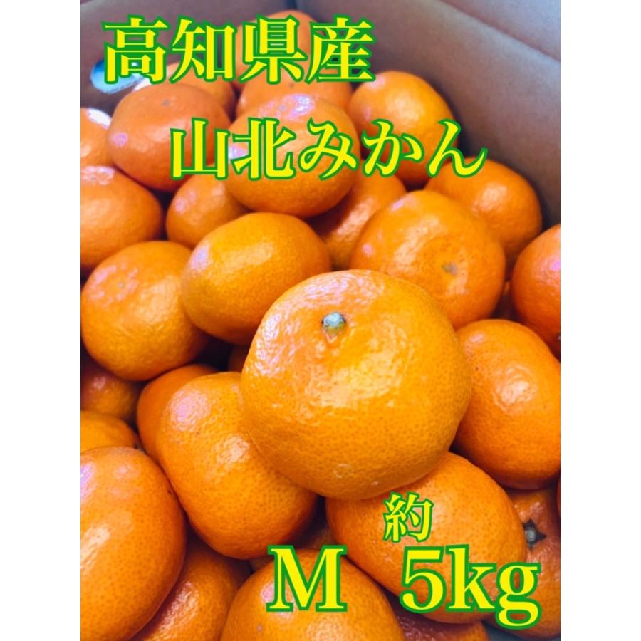 みかん 高知県産 人気完熟みかん サイズM 約５kg 箱入 等級秀品 ご自宅 ジュースに   お歳暮