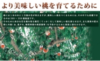 ≪秀品≫和歌山県産 白鳳 11～15玉入り |産地直送 桃 果物 フルーツ もも ※離島への配送不可 ※2024年6月下旬～7月中旬頃に順次発送予定