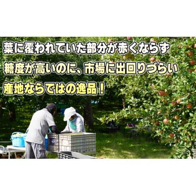 ふるさと納税 鶴田町  家庭用 葉取らずサンふじ 約5kg 青森県産りんご