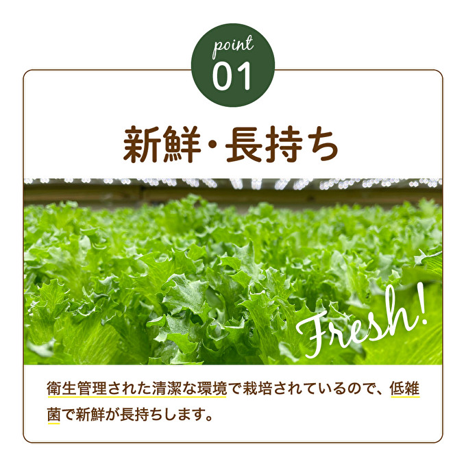 最新植物工場 レタス ピュアリーフ 6個入[ 栽培期間中農薬不使用 新鮮 長持ち 栄養 健康 衛生的 安全 安心 低雑菌 年内受付