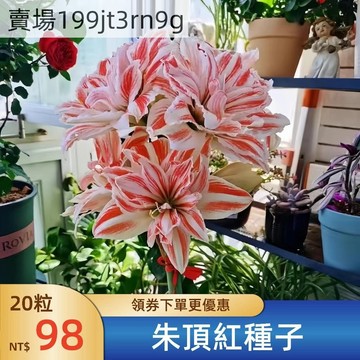 現貨 🐸【朱頂紅種子】🐸新種 速發 易種植花卉種子 四季可種植 阿佛雷 朱頂紅  庭院陽台盆栽種植 地栽 四季新手種植