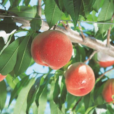 ふるさと納税 山梨市 山梨市産　桃　約2kg