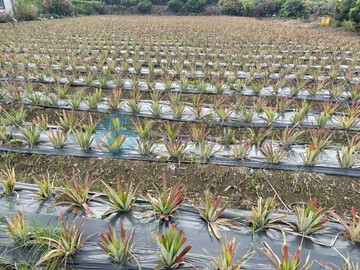 高雄佛光山好山好水好方正農保地首選｜高雄市大樹區興田段