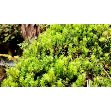 苔鑽🍀蝦皮唯一 擬木毛苔「片裝7*7cm」微景觀 苔蘚生態造景 半水景生態缸 苔蘚青苔 微景觀造景DIY 生態瓶造景