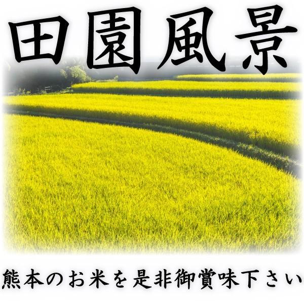 お米 米 10kg 白米 富田商店一番人気 熊本県産 ひのひかり あすつく 新米 令和5年産 ヒノヒカリ 10kg1個 くまもとのお米 富田商店 とみた商店