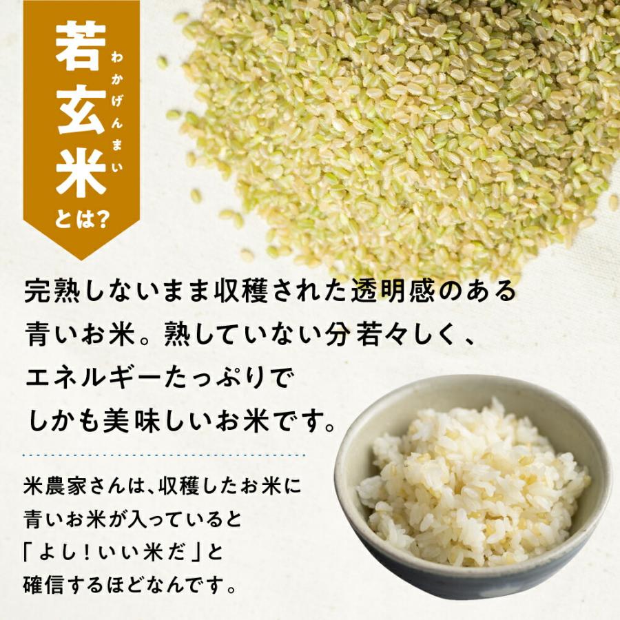 令和5年産 新米 金賞農家の飛騨産 若玄米 緑色玄米 青米 2.7kg 900g×3袋 青玄米 青の玄米 玄米 健康米 飛騨の米 米 みつわ農園 農家直送 送料無料