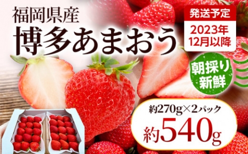 農家直送 朝採り新鮮いちご [(約270g)×2パック]＜2023年12月以降順次出荷予定＞