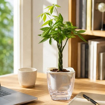 馬拉巴栗 免澆水方形盆栽 室內植物 觀葉植物 禮物 盆栽 辦公室