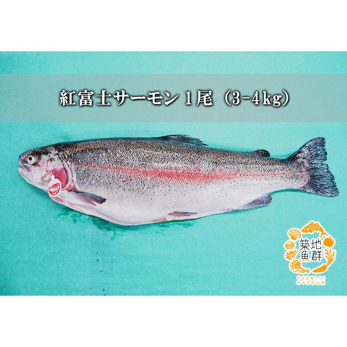 紅富士サーモン 1尾（3-4kg）  冷蔵便