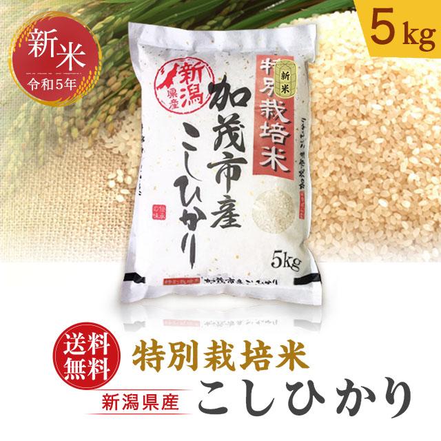 令和5年度産 新米 新潟県 加茂産 特別栽培米こしひかり5kg 送料無料