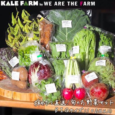 ふるさと納税 佐倉市 採れたて直送!旬のお野菜セット BIGサイズ(10品目以上)