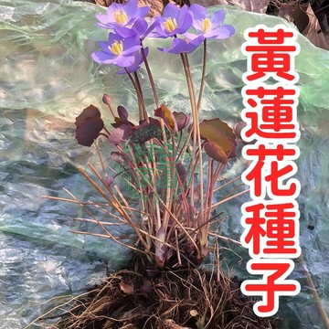 純正金蓮 黃蓮花種子 水生植物 庭院池塘造景 陽台盆栽 花卉種子 開花植物 種苗 鮮豔黃色 淨化水質 觀賞蓮花