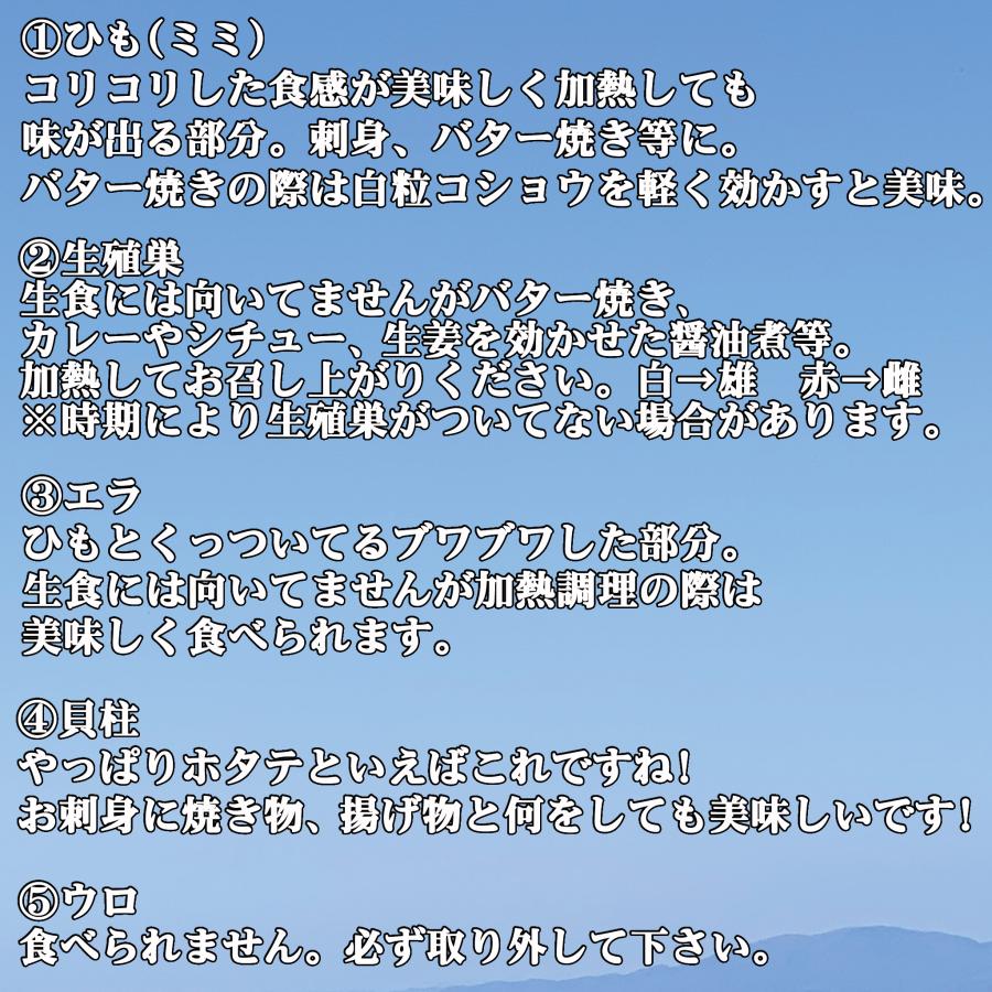 ホタテ 殻付き 活ホタテ 北海道 お歳暮 お取り寄せ 2キロ