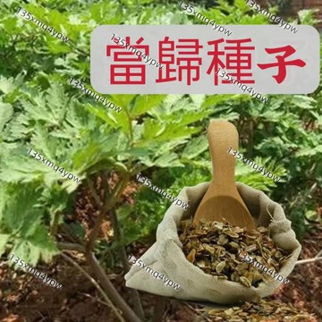 現貨【【當歸種子】藥用種子 四季種植 發芽率高 小院陽台農田種植 名貴中藥材種子 盆栽地栽  耐乾旱適應性強 種籽