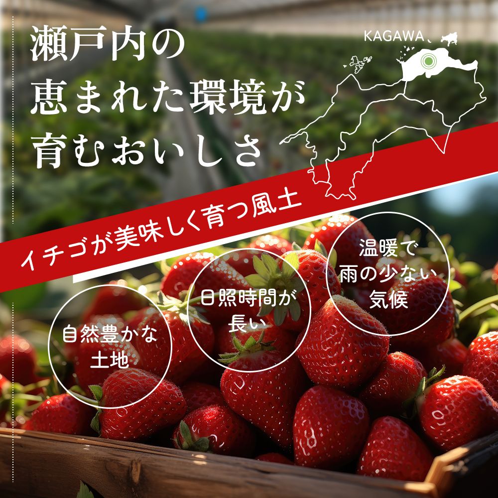 香川県オリジナル品種！  いちご 400g化粧箱×2箱