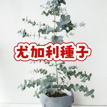 次日達-(尤加利種子) 桉樹種子當季新籽 發芽率高 淨化空氣 觀賞性強  新手易種植  陽台庭院盆栽 #超優惠