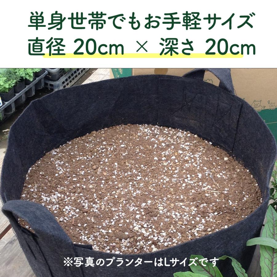 ハーブ 栽培キット 苗 3個 フェルト黒 20cm（苗 種類 栽培 種 寄せ植え 初心者 花 ハーブティー ハーブガーデン 送料無料）