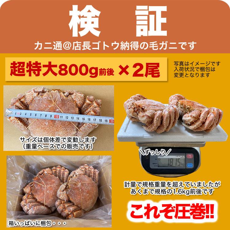 お一人様2コまで 超 特大 スーパー ジャンボ 毛ガニ 1kg前後× 2尾 北海道産 国産 カニ味噌 毛蟹 ボイル みそ かに カニ 蟹 毛がに kegani けがに kani crab 堅