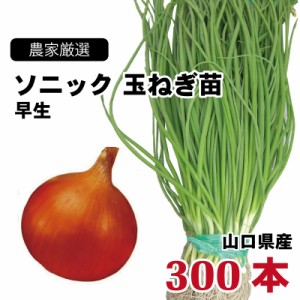 玉ねぎ苗 早生 ソニック 300本束 山口県産 野菜苗 家庭菜園 ガーデニング