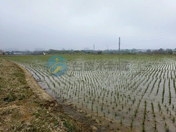 平鎮北商大美農地｜桃園市平鎮區福林段