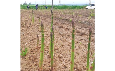 アスパラ専門農家の特選グリーンアスパラ1kg（M）アスパラガス 原農園 あすぱら 野菜 北海道 上富良野町 令和6年発送