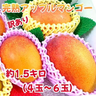 ふるさと納税 玉名市 訳あり　完熟アップルマンゴー　約1.5kg(玉名市)