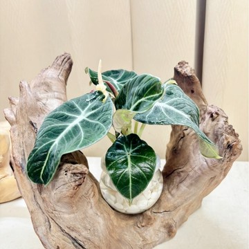 《Kamata🌈》☘️黑絲絨觀音蓮☘️ 水耕盆栽 觀葉植物 室內植物 綠化植物 好養殖~另售「裸株」