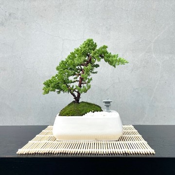 小品盆栽-日式庭院松組合 送禮 開幕06