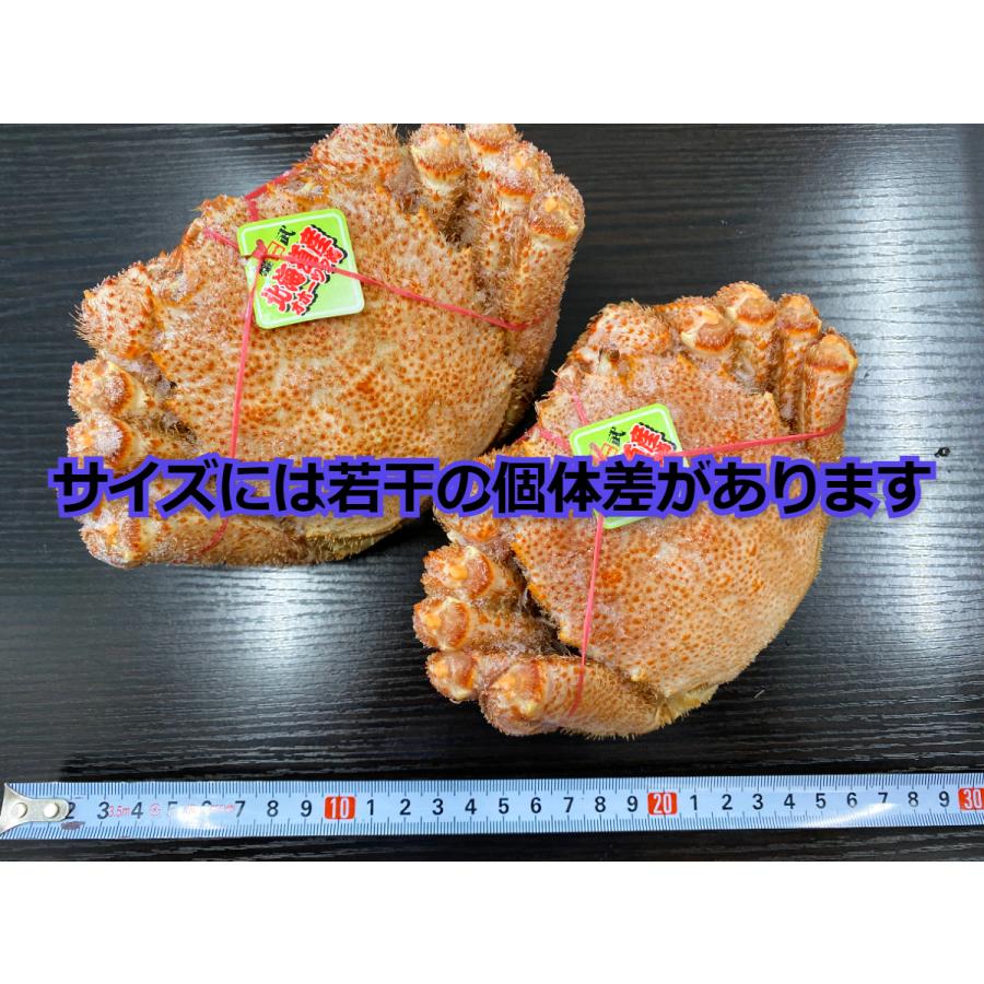 毛ガニ 北海道産 約400g 1尾入り ボイル済 送料無料 毛がに ギフト カニ かに 蟹