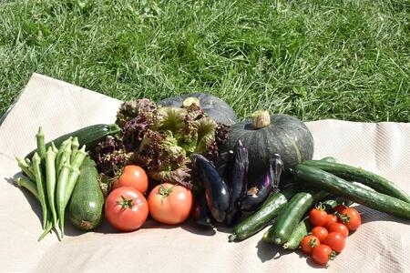 北海道旭川産　旬の無農薬栽培 野菜の詰め合わせ　6～8種（3～5kg）