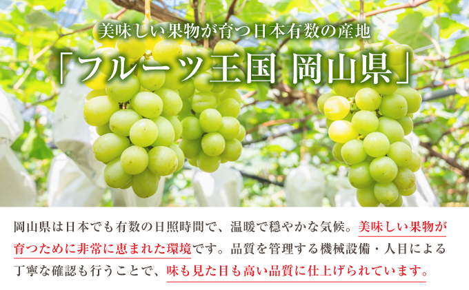 ぶどう 2024年 先行予約 シャイン マスカット 1房 約500g ブドウ 葡萄  岡山県産 国産 フルーツ 果物 ギフト