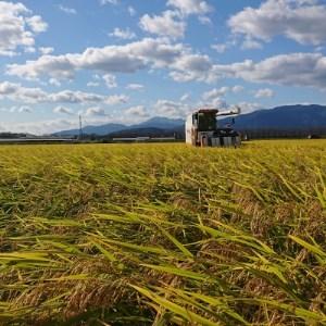 ふるさと納税 岐阜県神戸町:農家直送!岐阜ハツシモ　白米　5kg 岐阜県神戸町