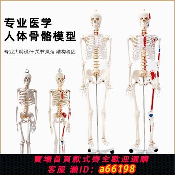 【台灣公司 可開發票】人體骨骼模型醫用模型人骨架人體骨架成人大白骷髏標本教學脊椎全