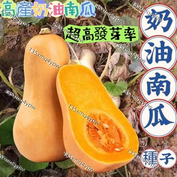 現貨💯蝦皮熱銷💥【奶油南瓜種子】🌱（50粒）紅肉奶油南瓜 奶油南瓜種子 蔬菜種子 庭院盆栽種植 香甜軟糯 高產 高發芽率