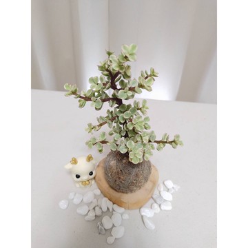 《Kamata🌈》 水苔球☘️ 雅樂之舞 ☘️桌上型水苔球 手作苔球 苔球植物 多肉 療癒 苔玉 辦公室小物 泥炭土