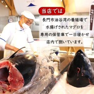 (1274)油谷産養殖本マグロ 中トロ柵 500g