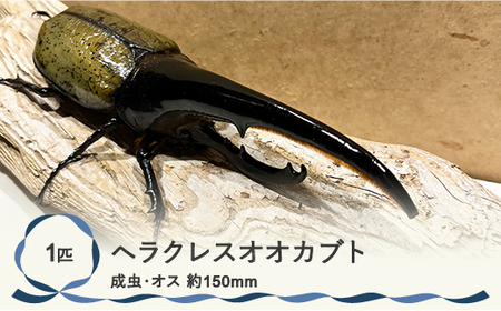 ヘラクレス 尾花沢市産 昆虫の王様 ヘラクレスオオカブト カブトムシ オス 成虫 1匹 約150mm (山形県産 ヘラクレス カブトムシ ヘラクレス  成虫 )kb-blham150 | LINEブランドカタログ