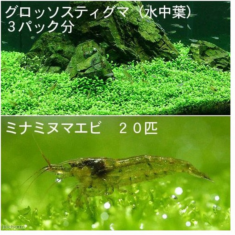 エビ 水草 グロッソスティグマ 水中葉 無農薬 ３パック分 ミナミヌマエビ ２０匹 説明書付 北海道 九州航空便要保温 通販 Lineポイント最大0 5 Get Lineショッピング