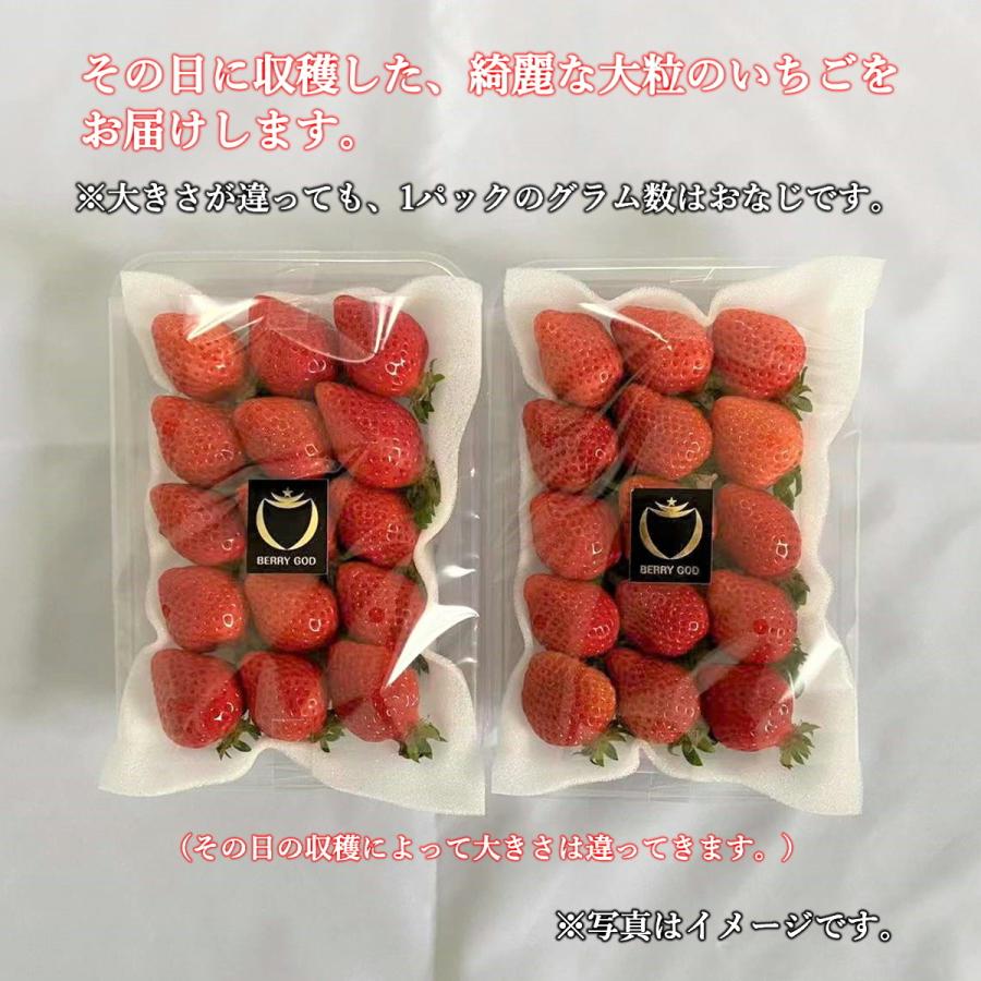 いちご さがほのか プレゼント ギフト おすすめ イチゴ 苺 神激 送料無料 高級  神聖のさがほのか 1箱2パック