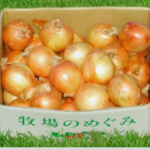 野菜 玉ねぎ 北海道産 特別栽培　たまねぎ M〜2L 5kg