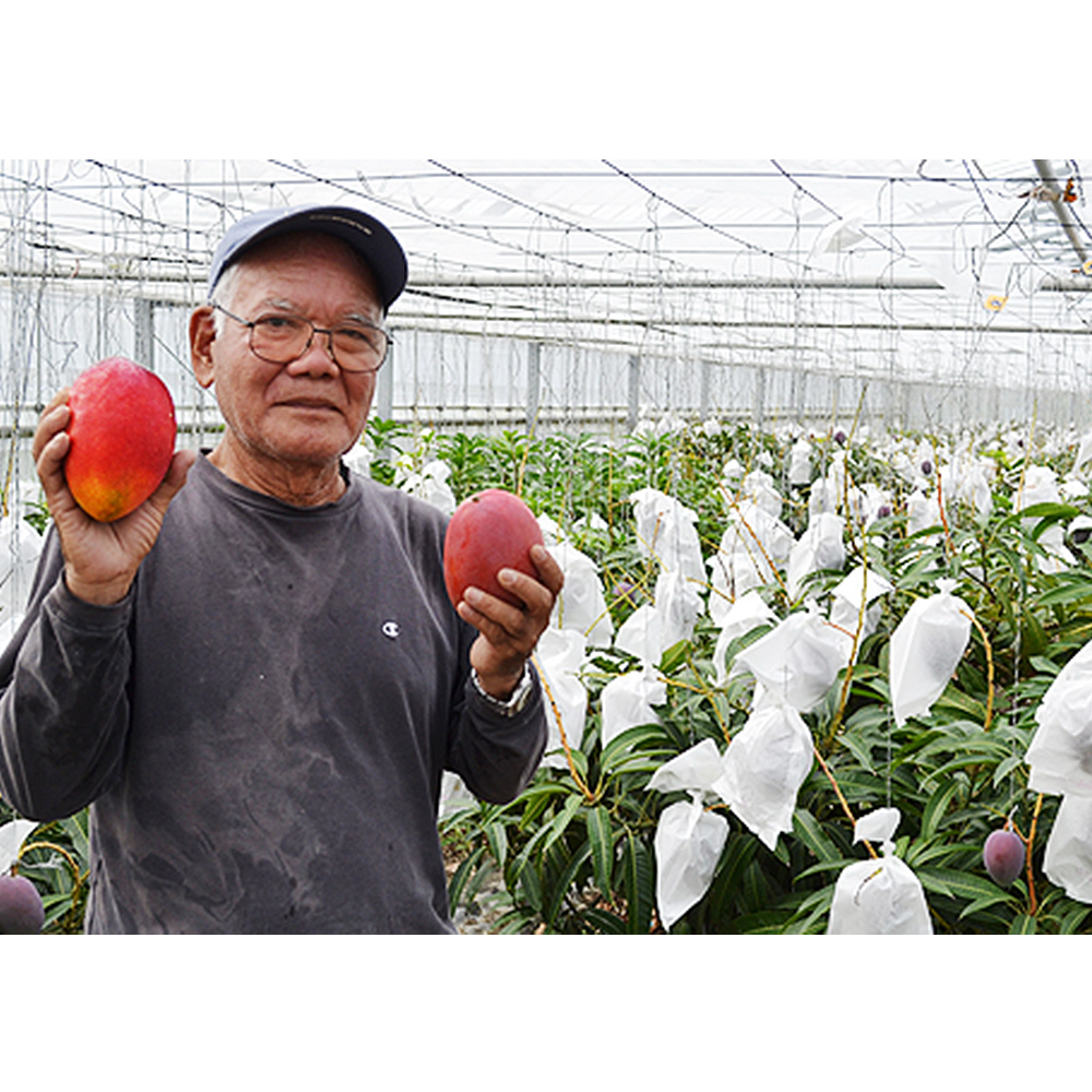 濃厚な甘さ！とろける食感！沖縄県産マンゴー1kg