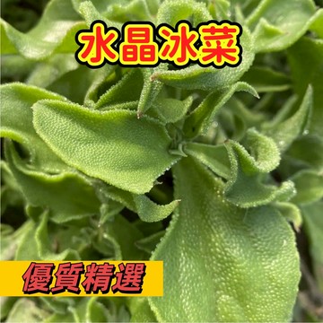🌱早熟高產 水晶冰菜種子 不挑土壤 耐旱 生長勢快 抗病性強 早熟品種 冰菜 冰花 冰草 易種植 高產陽台盆栽蔬菜種子