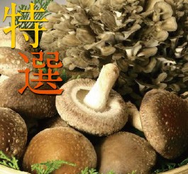 妙義 ナバファーム 椎茸 （しいたけ）500g 舞茸 （まいたけ）1株詰め合わせ（合計約1kg）