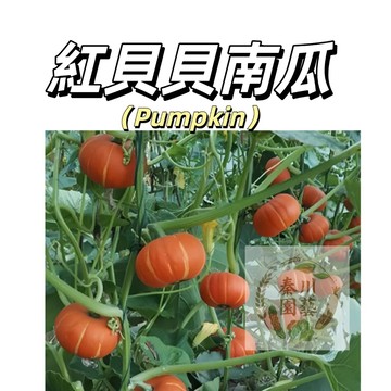 嘉義現貨（紅貝貝南瓜種子NG-2）外形小巧玲瓏、外皮墨綠帶紋，口感粉糯香甜，帶有板栗的風味@食用蔬菜種子